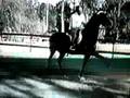 Saddlebred Circus Dressage