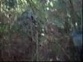 Ver Video