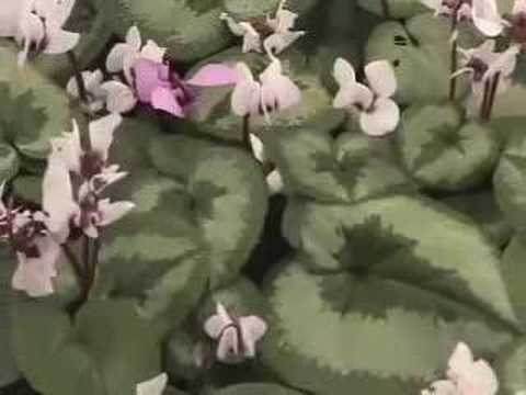 Cyclamen and Hellebores at Honeyhill ...