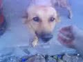 nice stray dog nice stray dog