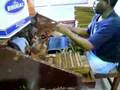 Cohiba Factory Rolling cigars by hand