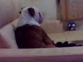 kam kam see tv
