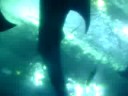 Vids at the Churaumi Aquarium 07