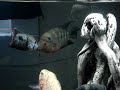 Flowerhorn Vs GreenTerror