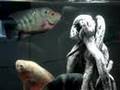 Flowerhorn Vs GreenTerror