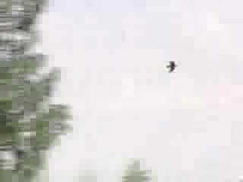 racing pigeons