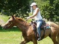 2006 ApHC filly - For Sale