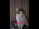 Cats Currently Up For Adoption. Pets Haven Pro Life Animal Shelter Cats Currently Up For Adoption. Pets Haven Pro Life Animal Shelter