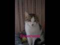 videos de Cats Currently Up For Adoption. Pets Haven Pro Life Animal Shelter
