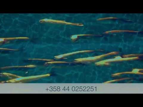 тесты фишмагнит тесты фишмагнит