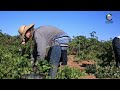 COVIMAN MAQUINARIA VINICOLA - VIDEO CORPORATIVO