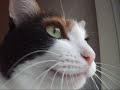 ??????????? - Meow and Surprise face ??????????? - Meow and Surprise face