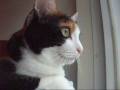 猫がビックリ顔になる音 - Meow and Surprise face