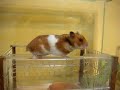 Hamster trying to escape