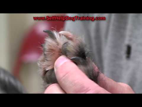 how to trim dogs claws