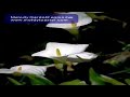 Melody Gardot2 episodes.mov