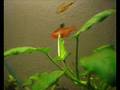 Aquarium plant growing (rast akvarijnej rastliny)