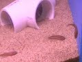 betta macrostoma juvenile betta macrostoma juvenile