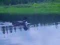 Kayaclick-Le Huard