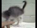 Kitten fighting with finger