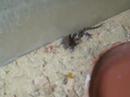 Madagaskar Grosskopf Geckos Baby