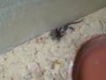 Madagaskar Grosskopf Geckos Baby