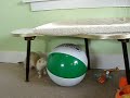 Jack and Pan and the beachball Jack and Pan and the beachball