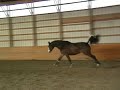 Wildcard Keur Elite KWPN Mare Goodtimes x Silvio I Wildcard Keur Elite KWPN Mare Goodtimes x Silvio I