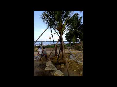 how to dig a tree out and replant