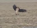 Deer Hunting Bird Deer Hunting Bird