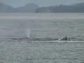 Whales in Alaska with music