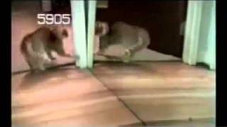 America's Funniest Home Videos - Nhung Clip hai hay nhat - tap 106