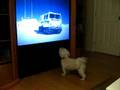 dog watching TV 4
