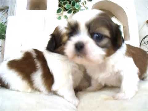 YouTube Preview Image