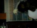 videos de MARRRFAAA.avi
