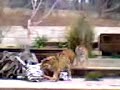 Los Tigres y la cebra de Cart�n