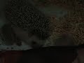 Click here to watch this video Hedgehogs baby