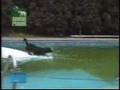 Clever dog getting ball swimming pool funny