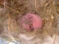 baby rabbits new born