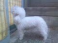 cane cehe canta CARLOTTA cane cehe canta CARLOTTA