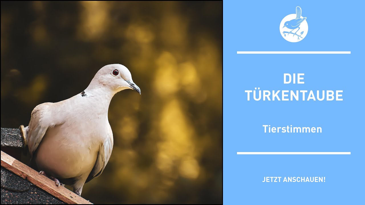 Vogelstimmen: Die Türkentaube - Turkey pigeon - Streptopelia decaocto (4k)