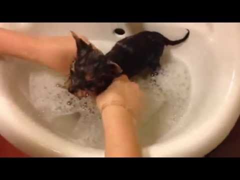 how to take care of a yorkie