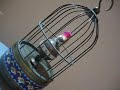 Bird cage clock Bird cage clock