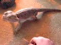 bearded dragon eating some big locust\ bearded dragon eating some big locust\