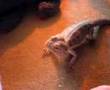 bearded dragon eating some big locust's lool