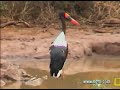 Saddle-Billed Stork Part 1 at Pete\