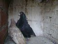 Negro y Jabonera