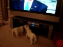 Westies being cute