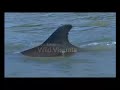 Animal Synchronised Swimming Animal Synchronised Swimming