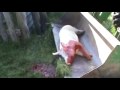 Hawg Butchering 101
